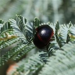 Dicranosterna immaculata (Acacia leaf beetle) at Wodonga, VIC - 27 Sep 2025 by KylieWaldon