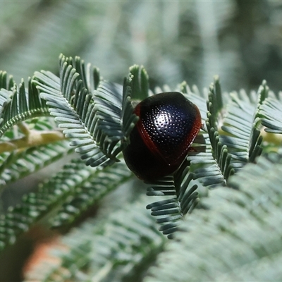 Dicranosterna immaculata (Acacia leaf beetle) at Wodonga, VIC - 27 Sep 2025 by KylieWaldon