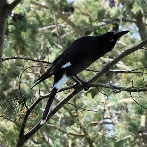 Strepera graculina (Pied Currawong) at Wodonga, VIC - 27 Sep 2025 by KylieWaldon