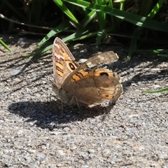 Junonia villida (Meadow Argus) at Wodonga, VIC - 27 Sep 2025 by KylieWaldon