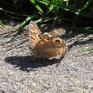 Junonia villida (Meadow Argus) at Wodonga, VIC - 27 Sep 2025 by KylieWaldon