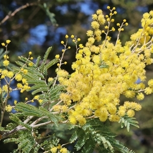 Acacia dealbata subsp. dealbata at Wodonga, VIC - 27 Sep 2025 by KylieWaldon