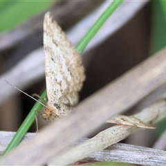 Scopula rubraria (Reddish Wave, Plantain Moth) at Wodonga, VIC - 27 Sep 2025 by KylieWaldon