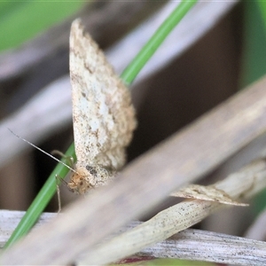 Scopula rubraria (Reddish Wave, Plantain Moth) at Wodonga, VIC - 27 Sep 2025 by KylieWaldon