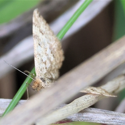 Scopula rubraria (Reddish Wave, Plantain Moth) at Wodonga, VIC - 27 Sep 2025 by KylieWaldon