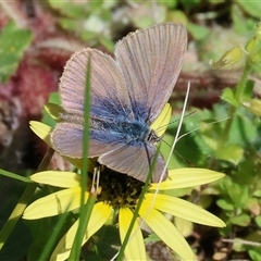 Zizina otis (Common Grass-Blue) at Wodonga, VIC - 27 Sep 2025 by KylieWaldon