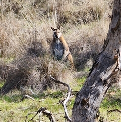 Notamacropus rufogriseus (Red-necked Wallaby) at Gundaroo, NSW - 25 Sep 2025 by Gunyijan
