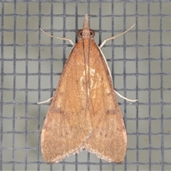 Uresiphita ornithopteralis (Tree Lucerne Moth) at Symonston, ACT - 28 Sep 2025 by rawshorty