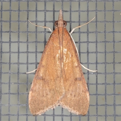 Uresiphita ornithopteralis (Tree Lucerne Moth) at Symonston, ACT - 28 Sep 2025 by rawshorty