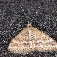 Scopula rubraria (Reddish Wave, Plantain Moth) at Symonston, ACT - 28 Sep 2025 by rawshorty