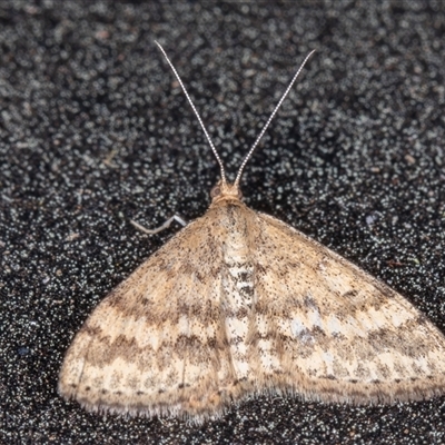Scopula rubraria (Reddish Wave, Plantain Moth) at Symonston, ACT - 28 Sep 2025 by rawshorty