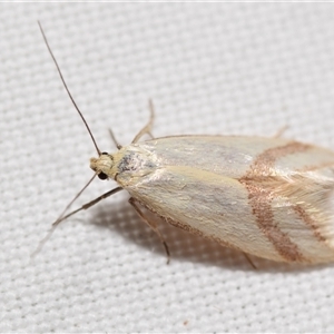 Coeranica isabella (A Concealer moth (Wingia group)) by DianneClarke