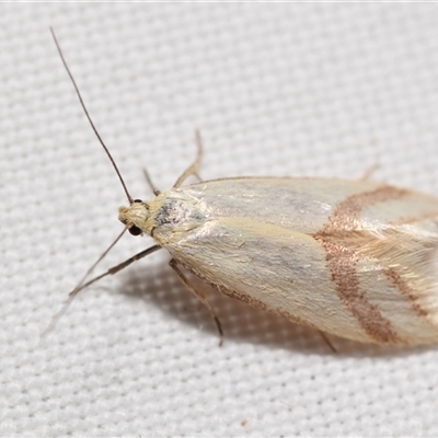 Coeranica isabella (A Concealer moth (Wingia group)) at Jerrabomberra, NSW - 27 Sep 2025 by DianneClarke