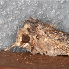 Agrotis munda (Brown Cutworm) at Symonston, ACT - 27 Sep 2025 by rawshorty