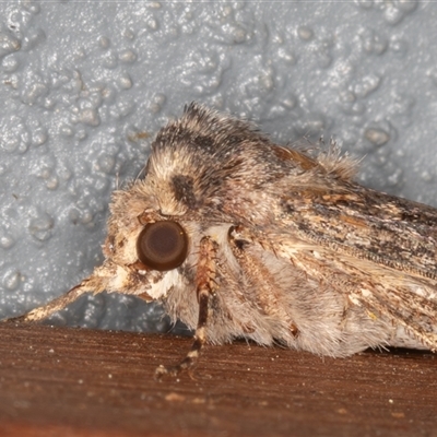 Agrotis munda (Brown Cutworm) at Symonston, ACT - 27 Sep 2025 by rawshorty