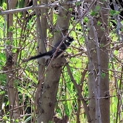 Rhipidura albiscapa (Grey Fantail) at Wodonga, VIC - 27 Sep 2025 by KylieWaldon