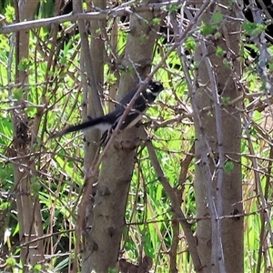 Rhipidura albiscapa (Grey Fantail) at Wodonga, VIC - 27 Sep 2025 by KylieWaldon