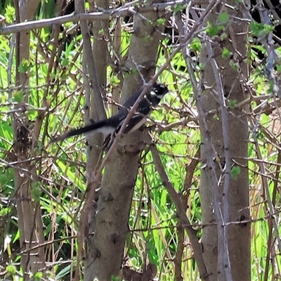Rhipidura albiscapa (Grey Fantail) at Wodonga, VIC - 27 Sep 2025 by KylieWaldon