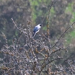 Coracina novaehollandiae (Black-faced Cuckooshrike) at Wodonga, VIC - 27 Sep 2025 by KylieWaldon