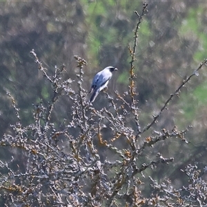 Coracina novaehollandiae (Black-faced Cuckooshrike) at Wodonga, VIC - 27 Sep 2025 by KylieWaldon