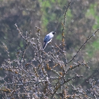 Coracina novaehollandiae (Black-faced Cuckooshrike) at Wodonga, VIC - 27 Sep 2025 by KylieWaldon