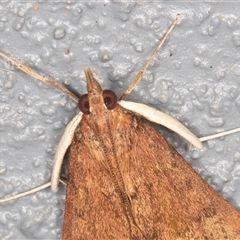 Uresiphita ornithopteralis (Tree Lucerne Moth) at Symonston, ACT - 27 Sep 2025 by rawshorty