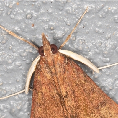 Uresiphita ornithopteralis (Tree Lucerne Moth) at Symonston, ACT - 27 Sep 2025 by rawshorty