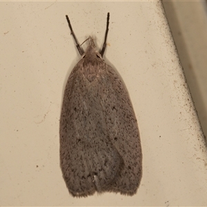 Chezala privatella (A Concealer moth) at Symonston, ACT - 27 Sep 2025 by rawshorty