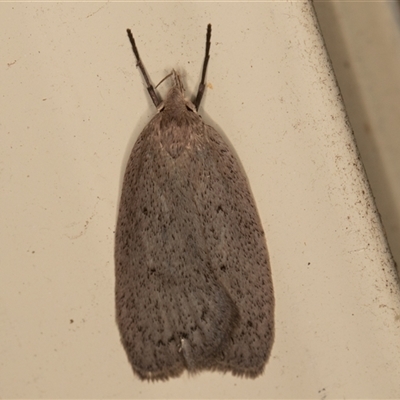 Chezala privatella (A Concealer moth) at Symonston, ACT - 27 Sep 2025 by rawshorty