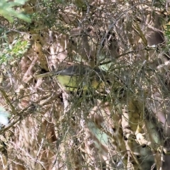 Acanthiza nana (Yellow Thornbill) at Wodonga, VIC - 27 Sep 2025 by KylieWaldon