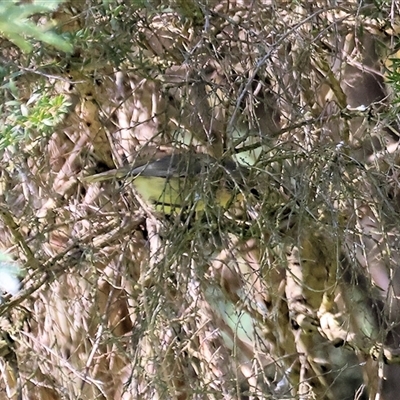 Acanthiza nana (Yellow Thornbill) at Wodonga, VIC - 27 Sep 2025 by KylieWaldon