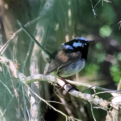 Malurus cyaneus (Superb Fairywren) at Wodonga, VIC - 27 Sep 2025 by KylieWaldon