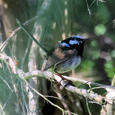 Malurus cyaneus (Superb Fairywren) at Wodonga, VIC - 27 Sep 2025 by KylieWaldon