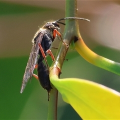 Unverified Flower Wasps (Scoliidae, Thynnidae or Tiphiidae) at Wodonga, VIC - 27 Sep 2025 by KylieWaldon