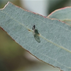 Aphididae (family) (Unidentified aphid) at Wodonga, VIC - 27 Sep 2025 by KylieWaldon