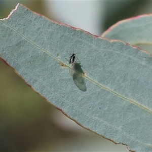 Aphididae (family) (Unidentified aphid) at Wodonga, VIC - 27 Sep 2025 by KylieWaldon