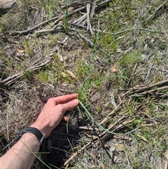 Eryngium ovinum (Blue Devil) at Hackett, ACT - 27 Sep 2025 by WalterEgo
