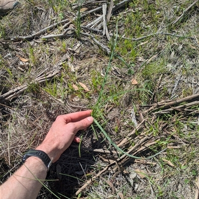 Eryngium ovinum (Blue Devil) at Hackett, ACT - 27 Sep 2025 by WalterEgo
