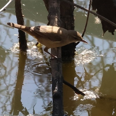 Acrocephalus australis (Australian Reed-Warbler) at Wodonga, VIC - 27 Sep 2025 by KylieWaldon
