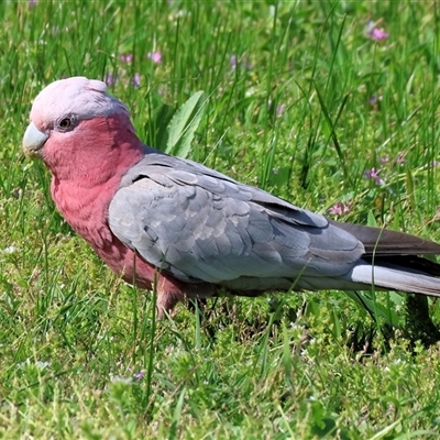 Eolophus roseicapilla (Galah) at Wodonga, VIC - 27 Sep 2025 by KylieWaldon
