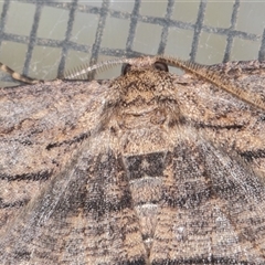 Ectropis excursaria (Common Bark Moth) at Symonston, ACT - 27 Sep 2025 by rawshorty