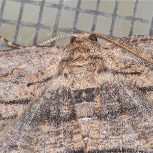 Ectropis excursaria (Common Bark Moth) at Symonston, ACT - 27 Sep 2025 by rawshorty