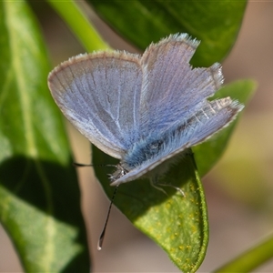 Zizina otis (Common Grass-Blue) at Symonston, ACT - 27 Sep 2025 by rawshorty