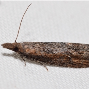 Strepsicrates infensa (an Olethreutine moth) by DianneClarke