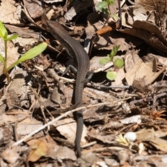 Lampropholis delicata (Delicate Skink) at Symonston, ACT - 27 Sep 2025 by rawshorty
