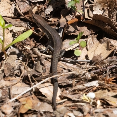 Lampropholis delicata (Delicate Skink) at Symonston, ACT - 27 Sep 2025 by rawshorty