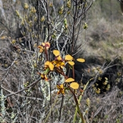 Diuris pardina (Leopard Doubletail) at Hackett, ACT - 27 Sep 2025 by WalterEgo