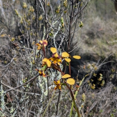 Diuris pardina (Leopard Doubletail) at Hackett, ACT - 27 Sep 2025 by WalterEgo