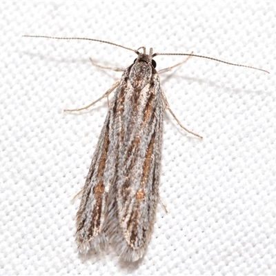 Leistarcha (genus) (A Gelechioid moth (Xyloryctidae)) at  - suppressed by DianneClarke