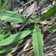 Plantago varia (Native Plaintain) at Yarralumla, ACT - 27 Sep 2025 by Jennybach